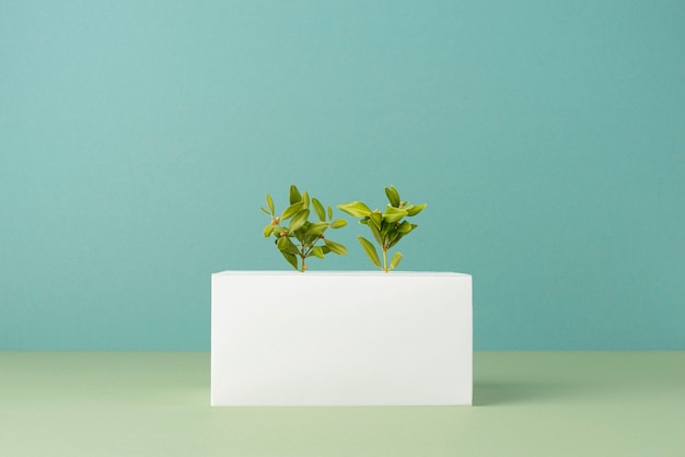 Sustainability concept with blank geometric forms and growing plant