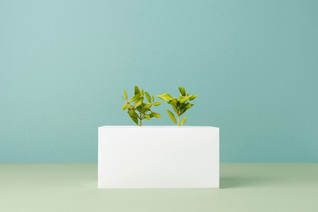 sustainability concept with blank geometric forms and growing plant
