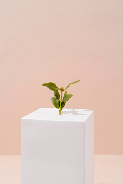 Sustainability concept with blank geometric forms and growing plant