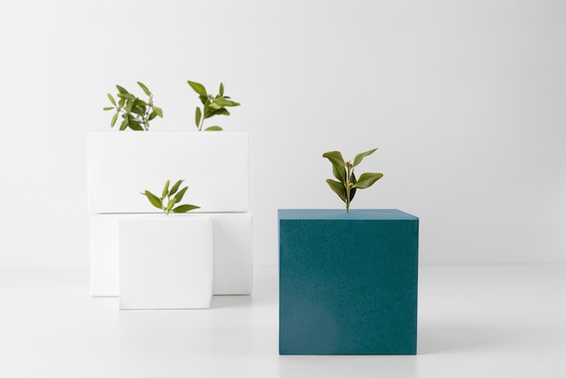 Free photo sustainability concept with blank geometric forms and growing plant