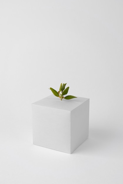 幾何学的な形と成長する植物による持続可能性のコンセプト