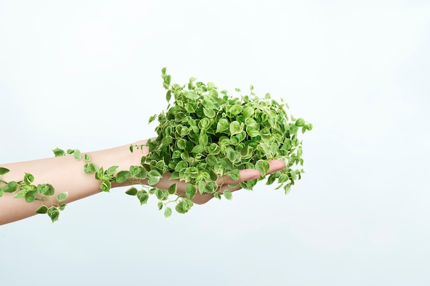 지속 가능한 생활 환경 보호자 손 잡고 식물