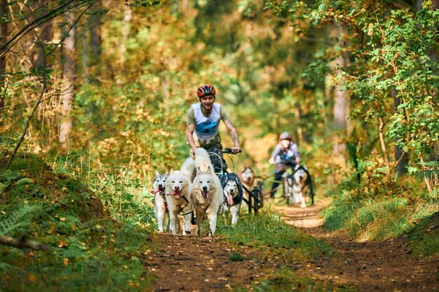 Светлый, калининградская область, россия - 2 октября 2021 г. - картинг с собаками, энергичные сибирские хаски бегают и тянут повозки со стоящими людьми в осеннем лесу. соревнования по гонкам на засушливых землях