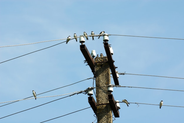 Swallows on wires