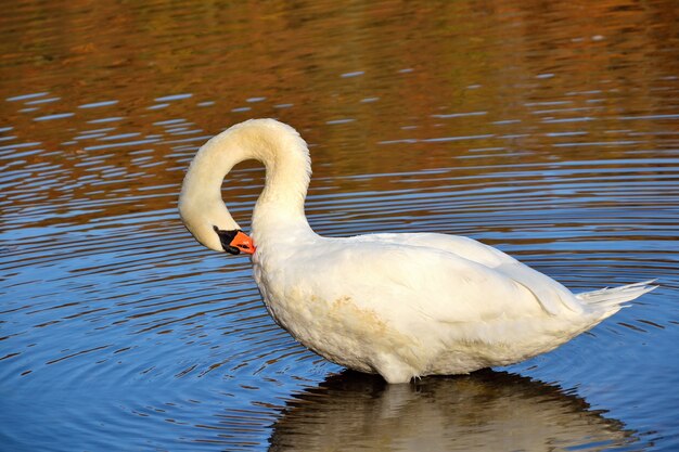 "Swan cleaning feathers"