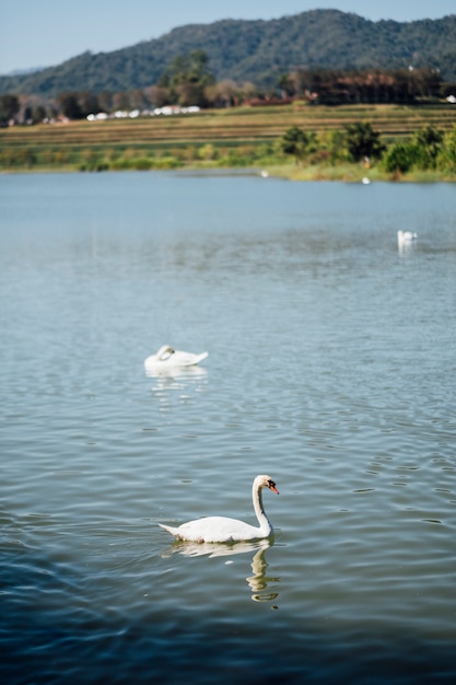 Бесплатное фото Лебедь в озере