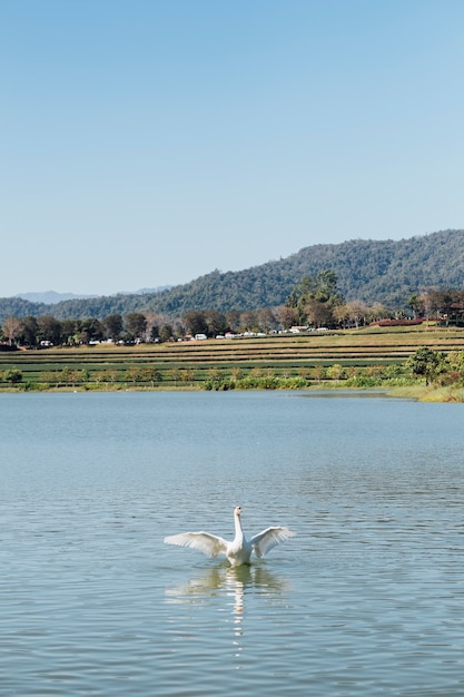 swan in lake