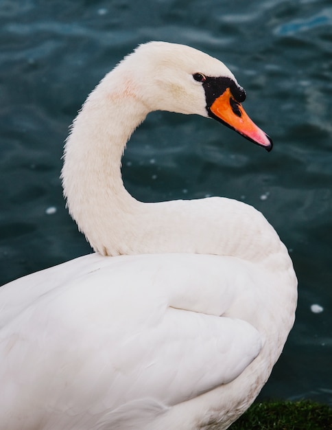 A swan in the lake