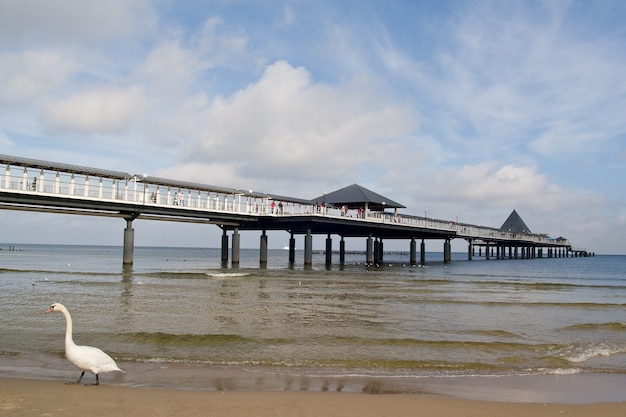 무료 사진 usedom 섬의 heringsdorf 부두 해안에 있는 백조