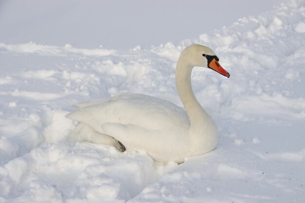 Swan sitting in deep snow