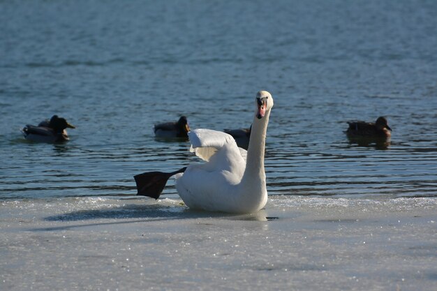 Swan sitting on the ice near the river