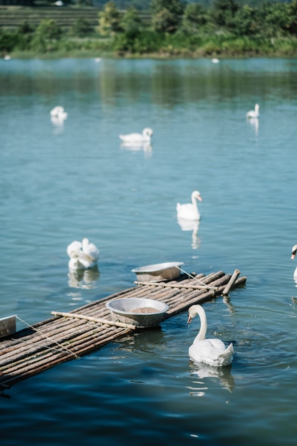 лебеди в озере