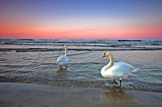 Swans in sea water
