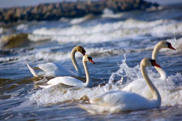 Swans swimming