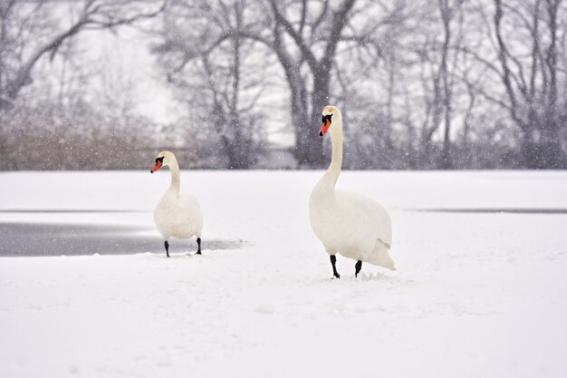 Swans in winter. Beautiful bird picture in winter nature with snow.