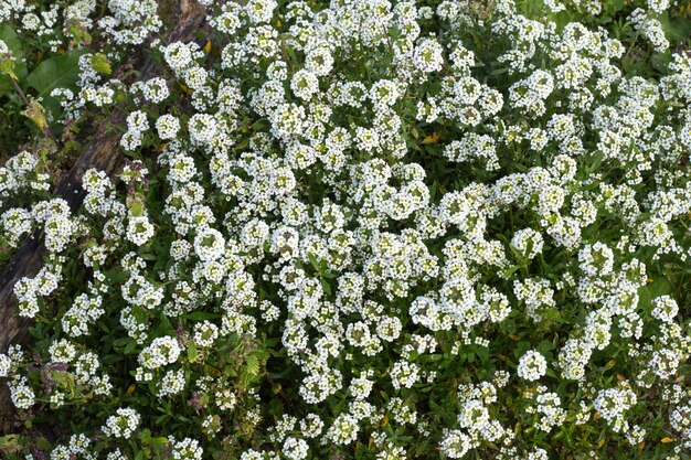 달콤한 alyssum Lobularia maritima, 몰타, 지중해