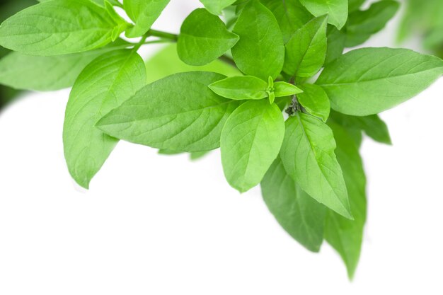 Sweet Basil Herb Growing In A Organic Garden Thai Basil Leaf