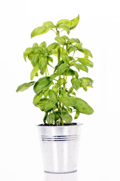 Sweet basil leaves isolated on white background