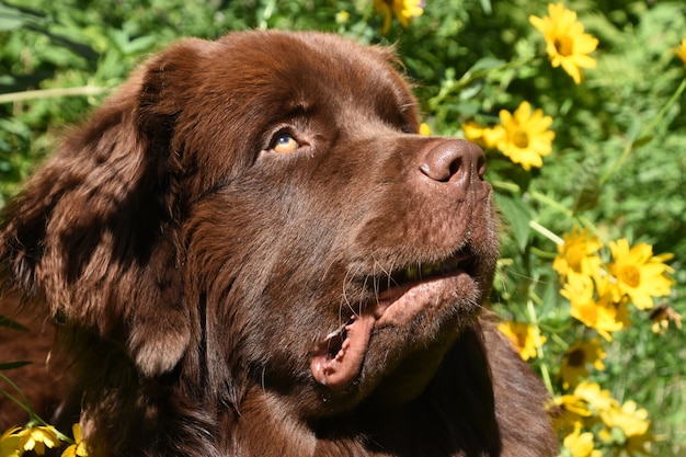 Sweet chocolate brown Newfoundland dog surrounded by yellow flowers in a garden.