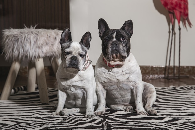 Dolce coppia di cani bulldog francesi seduti in una stanza guardando davanti