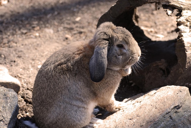 静かに座っている甘い顔のウサギのウサギ。