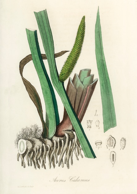 Foto gratuita illustrazione di bandiera dolce (acorus calamus) dalla botanica medica (1836)