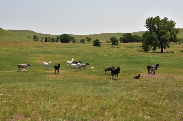 Sweet herd of donkeys standing together in a valley.