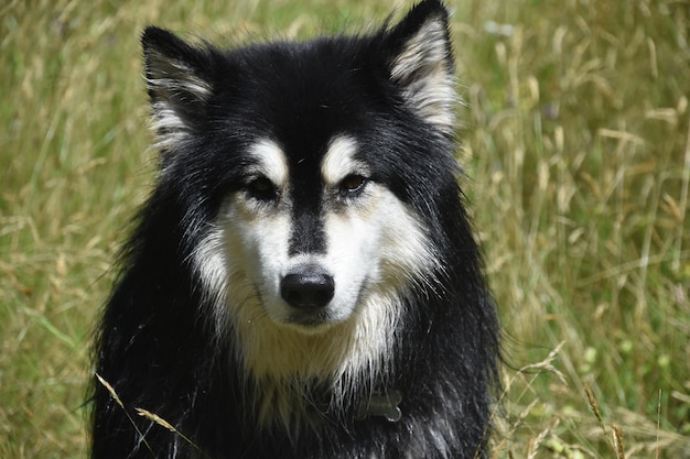 背の高い芝生のフィールドに座っている甘いハスキー犬