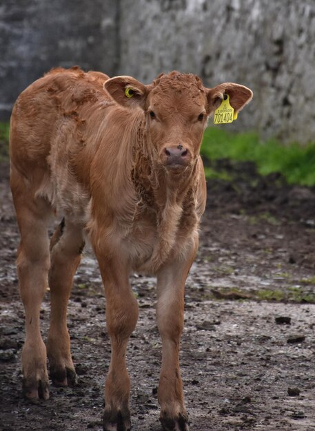 Sweet Looking Calf after a Heavy Rain in England
