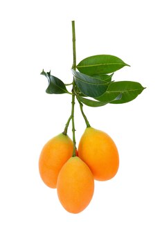 Сладкие плоды марианской сливы, изолированные на белом фоне mayongchid или maprang marian plum.
