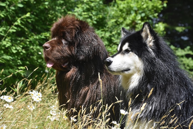 Foto gratuita dolce coppia di amici cani che escono insieme in una giornata estiva.