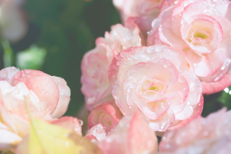 無料Photo 甘いピンクの花と水滴の背景