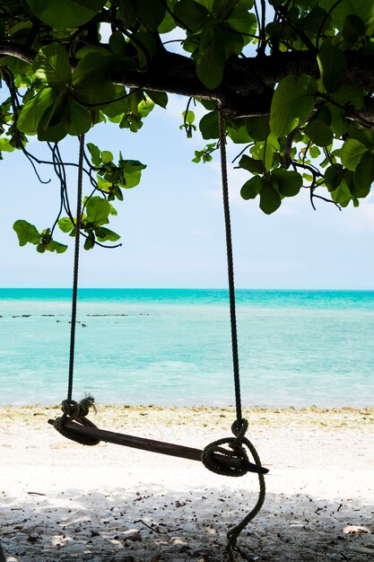 Swing hang on a tree beside the beach