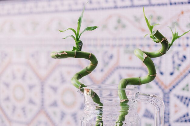 Swirly bamboo plant