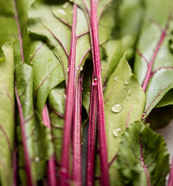 Swiss chard leaves close-up