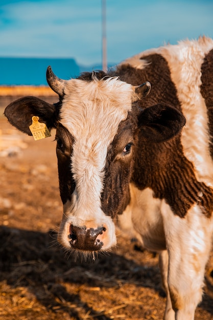 A swiss cow with white black patterns on the skin and tag in the ear