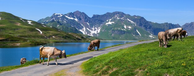 Swiss cows grazing