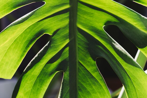 대칭 녹색 잎
