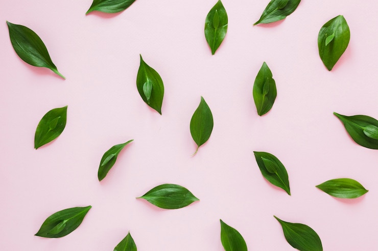 Free Photo symmetrical flat lay composition of leaves