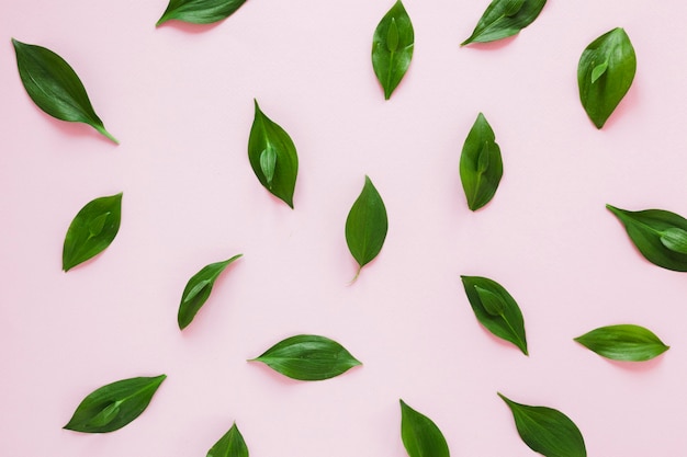 Symmetrical flat lay composition of leaves