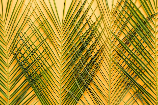 Foto gratuita composizione simmetrica piatta laici di foglie