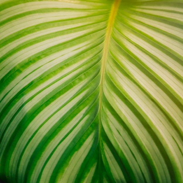 Symmetrical of green leaf with stripes pattern