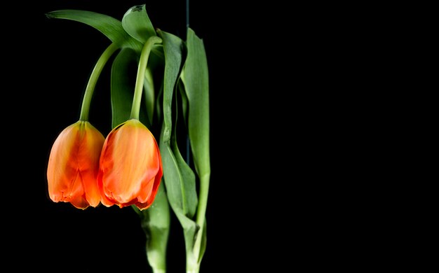 オレンジ色のチューリップの花の頭に黒の背景を反映して 無料の写真