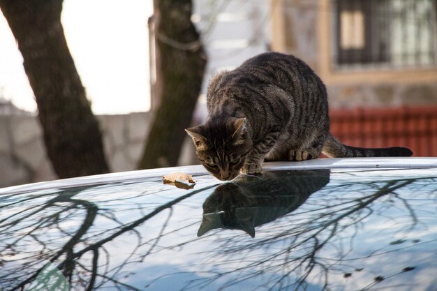 屋外で反射するガラスの表面に座っているぶち猫
