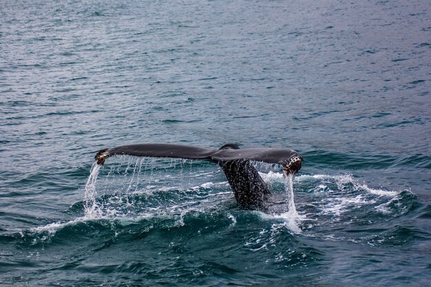 A tail of a large fish in the water