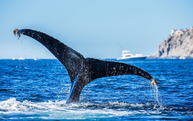 Хвост горбатого кита