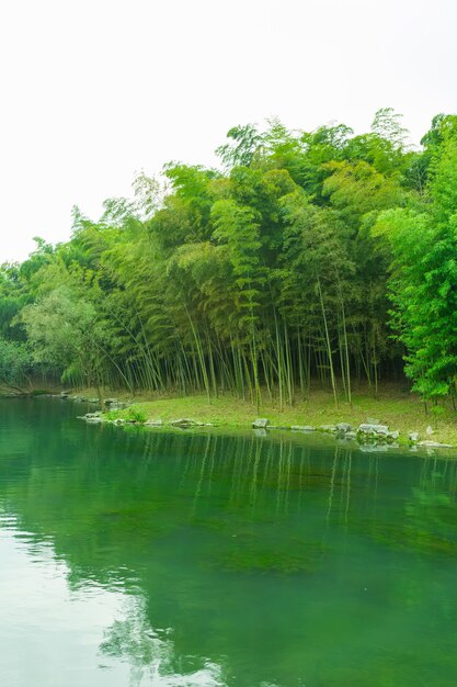 背の高い背景の樹木緑