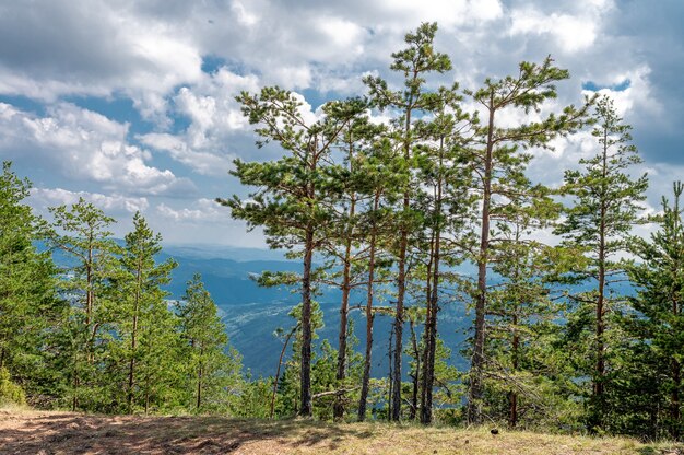 Tall beautiful trees gleaming under the cloudy sky in the park