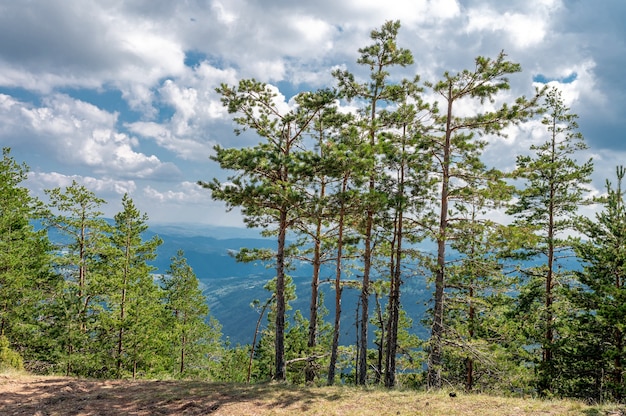 Tall beautiful trees gleaming under the cloudy sky in the park