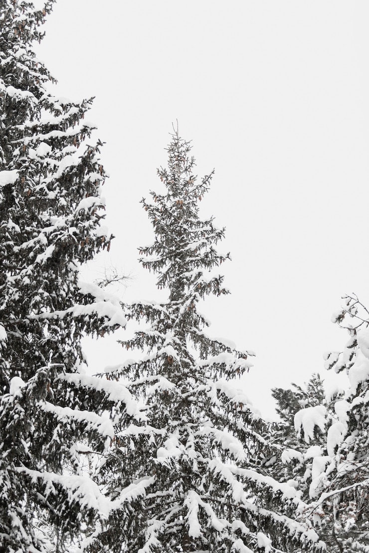 Free Photo tall fir tree in snow